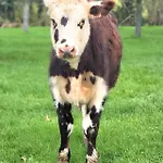 Jacuzzi, Piscine Chauffee, Station De Recharge Pour Vehicule Electrique, Maison De Maitre Normande Du 19eme Siecle A 25' De Deauville, Classee Meuble De Tourisme 5 Etoiles