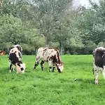 Jacuzzi, Piscine Chauffee, Station De Recharge Pour Vehicule Electrique, Maison De Maitre Normande Du 19eme Siecle A 25' De Deauville, Classee Meuble De Tourisme 5 Etoiles *