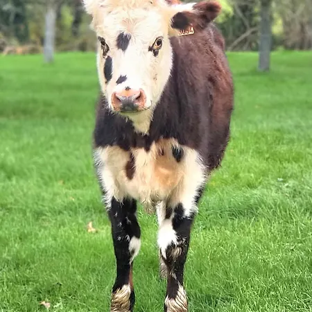 Jacuzzi, Piscine, Station De Recharge Pour Véhicule électrique, Maison Normande Du 19ème Siècle à 25' De Deauville, Classée Meublé De Tourisme 5 étoiles