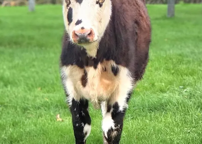 Jacuzzi, Piscine, Station De Recharge Pour Vehicule Electrique, Maison Normande Du 19eme Siecle A 25' De Deauville, Classee Meuble De Tourisme 5 Etoiles